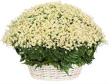 Цветочная композиция из Ромашки в корзине #REPLACE_PRED# Верхнем Ландехе